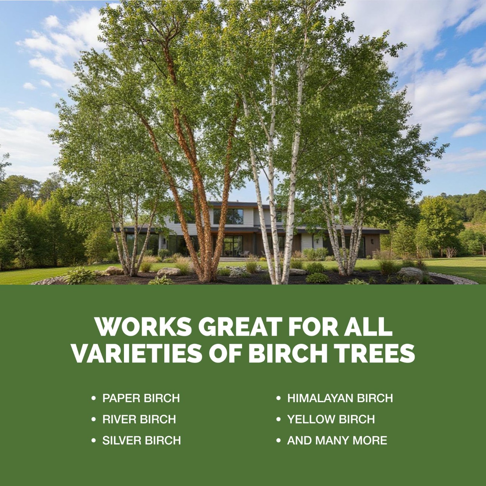 Liquid Fertilizer for Birch Trees – Plant Food for Healthy Leaves & Strong Roots
