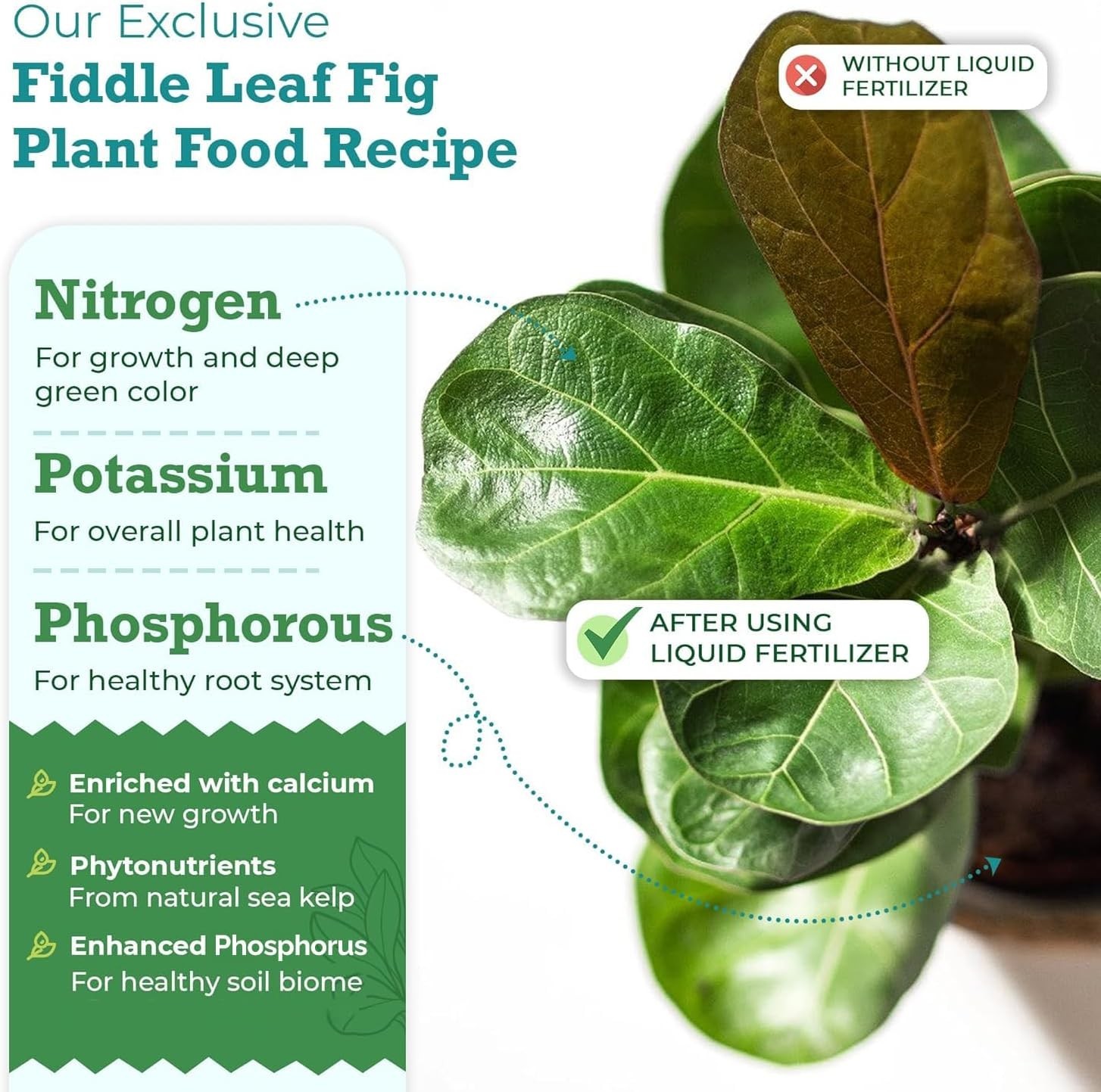 3‑1‑2 Balanced NPK Liquid Fertilizer for Larger Leaves, Stronger Roots & Stea…