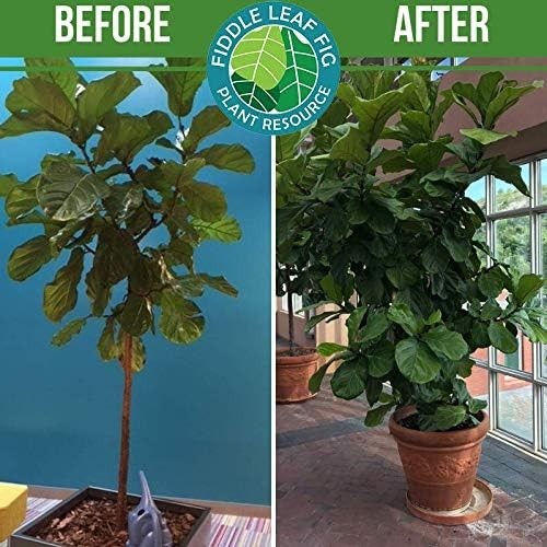3‑1‑2 Balanced NPK Liquid Fertilizer for Larger Leaves, Stronger Roots & Stea…