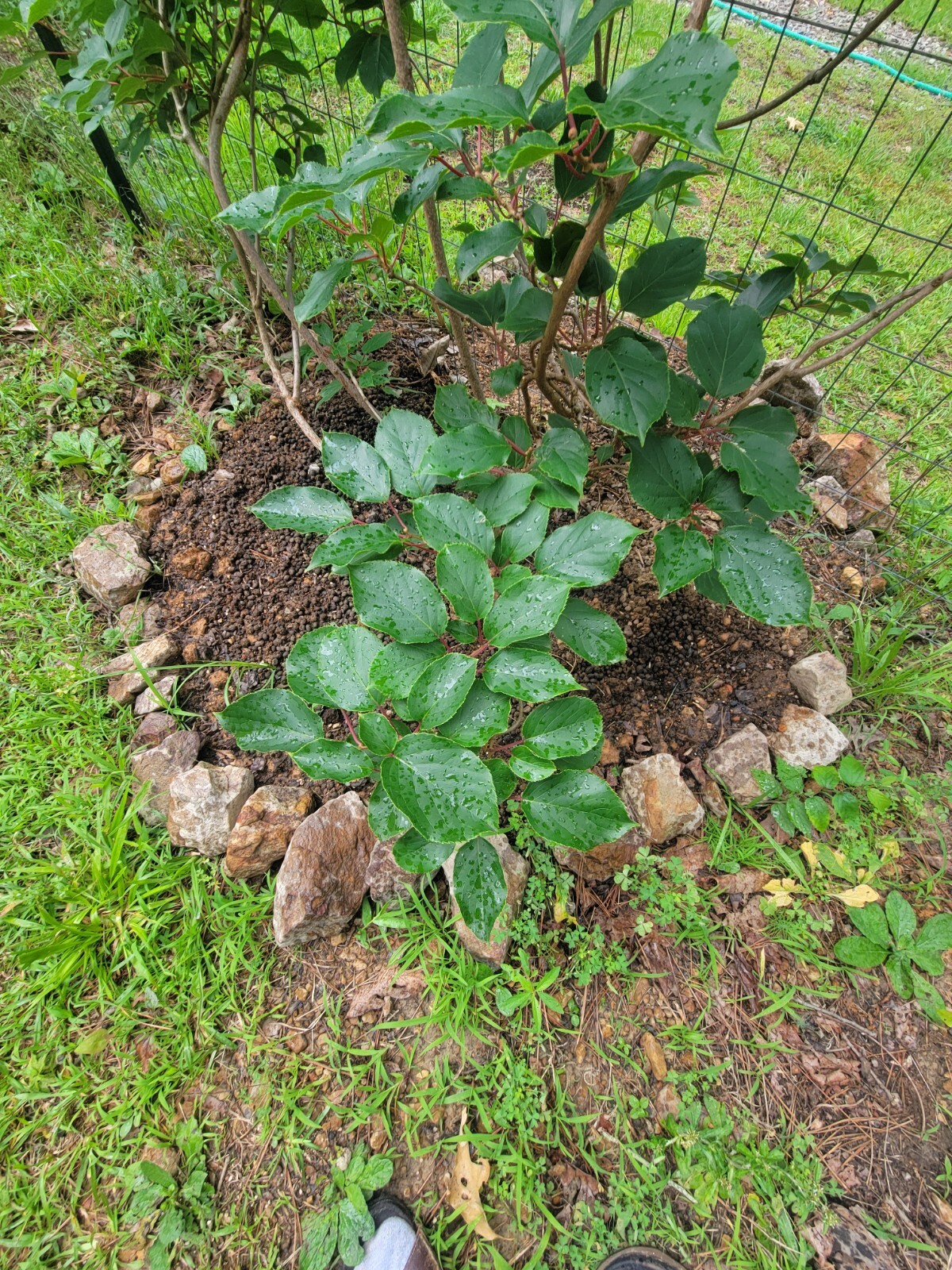 Rabbit Manure Fertilizer Ready to Use Pellet Bunny Berries Natural Tea Foliar