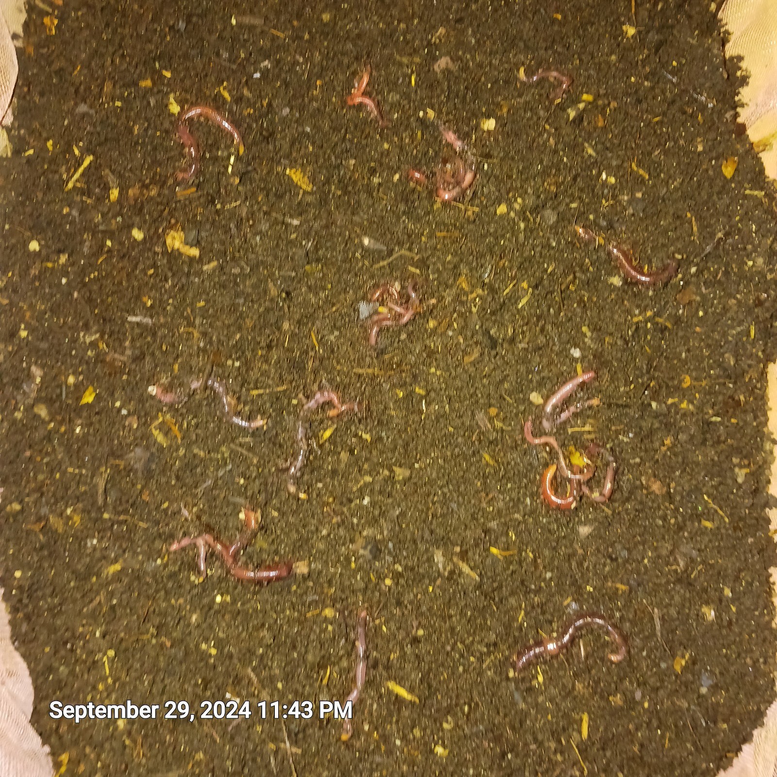 2+ Lbs Freshly Sifted Redwiggler Worm Castings With Cacoons + Baby’s