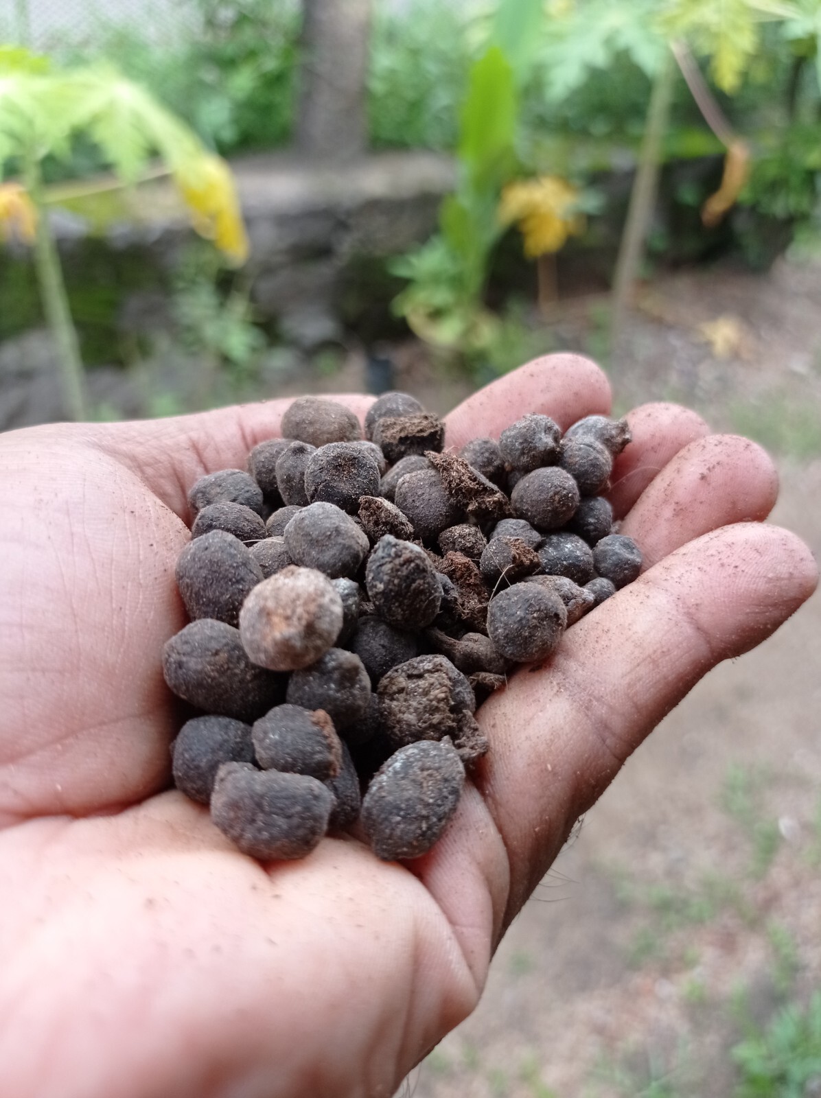 Ceylon Goat Manure 100g Natural Organic Fertilizer High Nitrogen Compost