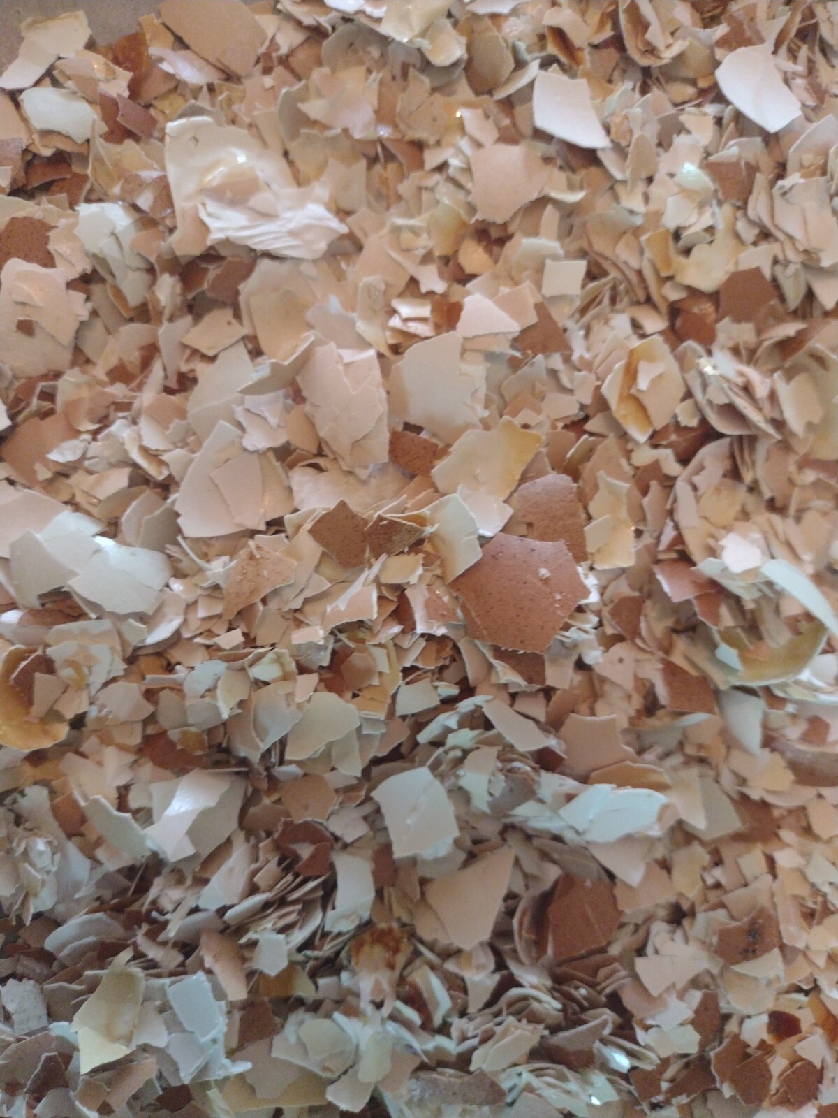 ORGANIC Crushed Egg Shells Florida Garden Ceylon Brown Rainbow eggs