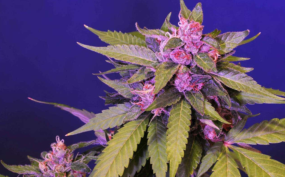 Organic Fish Fertilizer – For Hemp: That is Less Than $.56 Per Gallon !