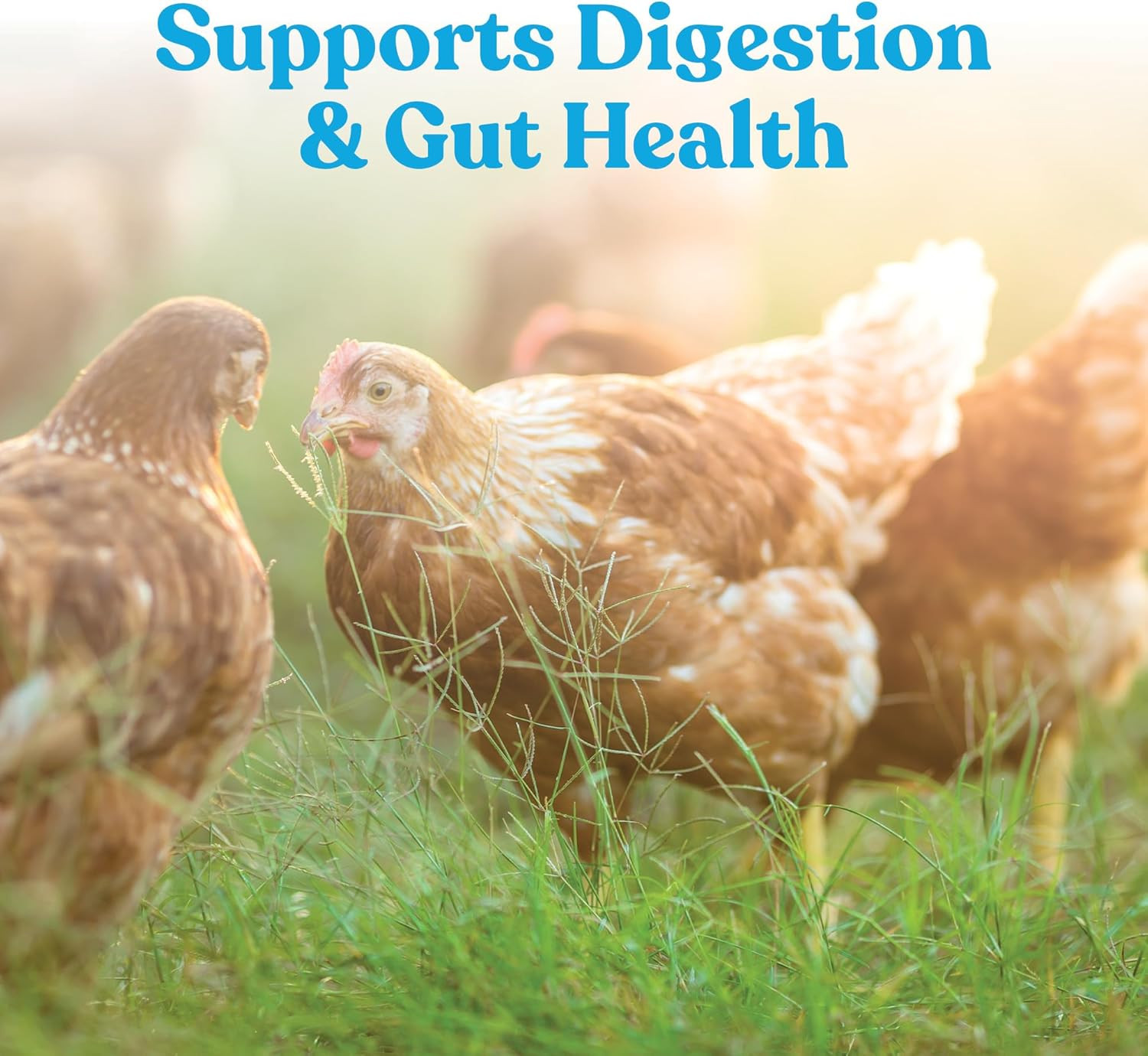 Hydro-Hen Poultry Electrolyte & Probiotic Supplement, Hydration Support for Chic
