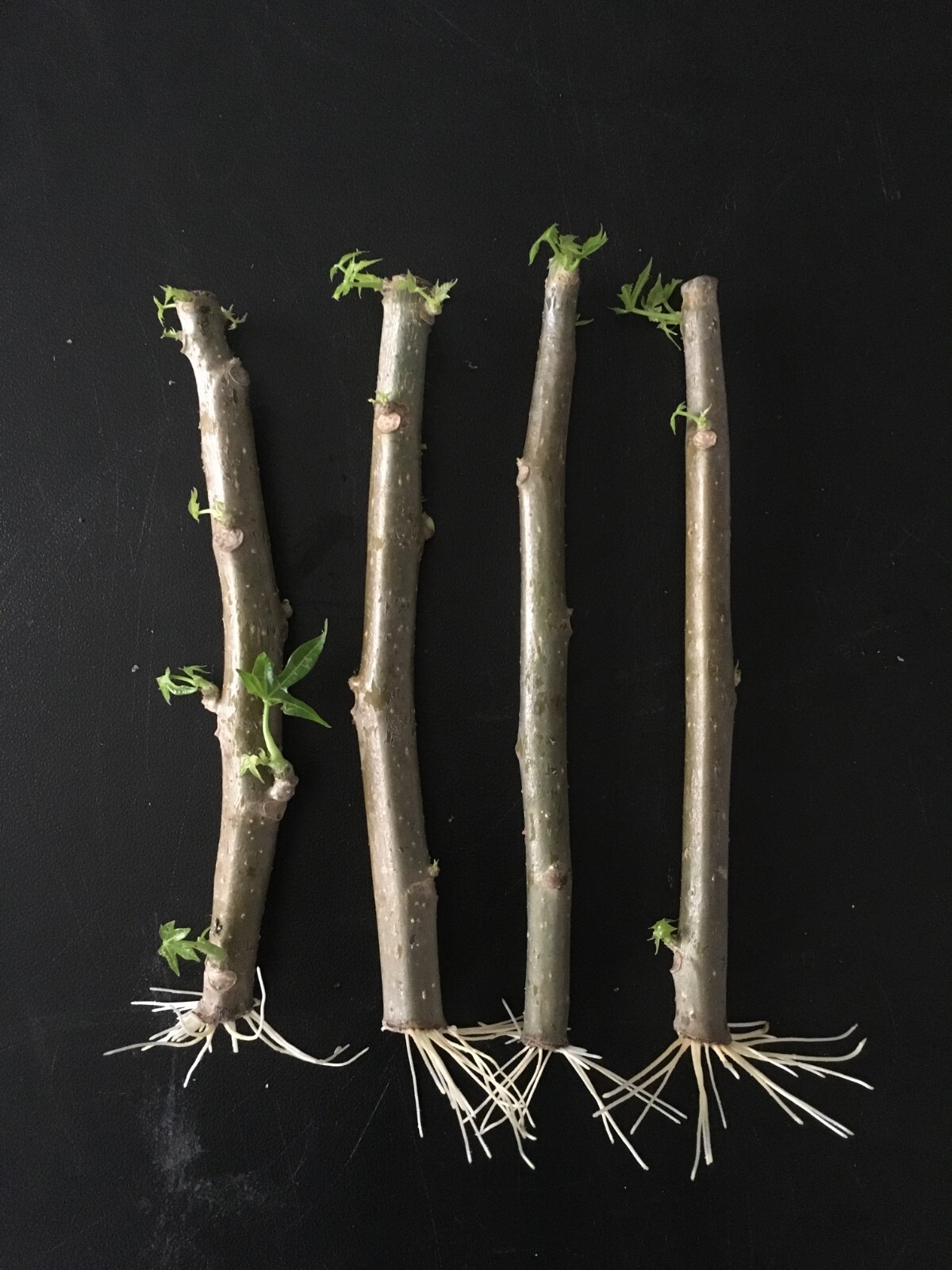 4 Chaya – Tree Spinach Cuttings | Edible Superfood Green | Easy Grow Perennial
