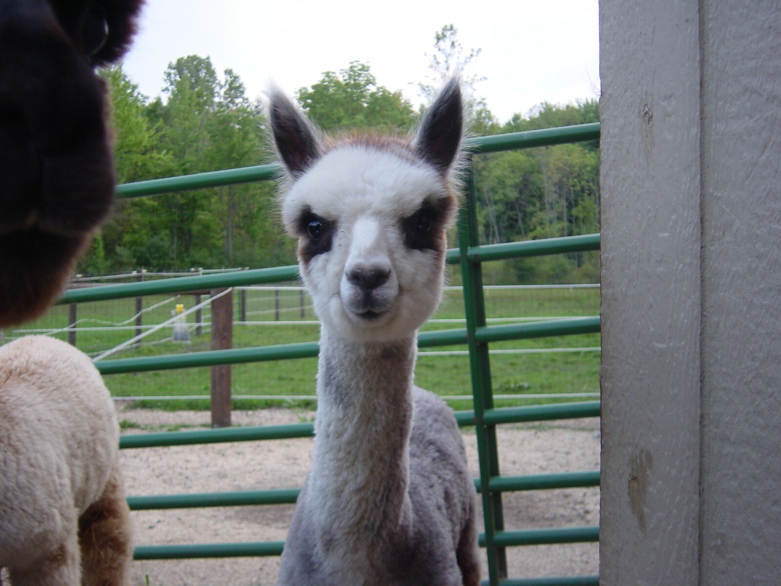 10 pounds Fresh Alpaca Manure Already Composted – Ready to Use!