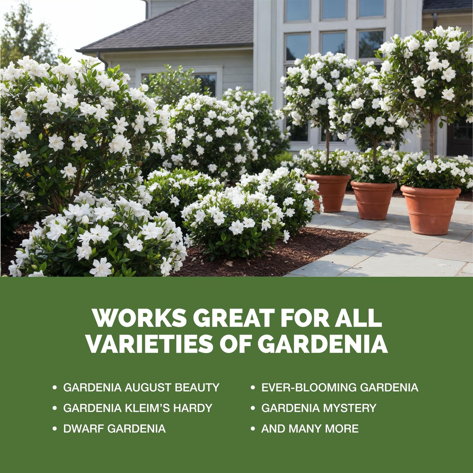 Gardenia Fertilizer Liquid Plant Food for More Blooms Rich Green Leaves &