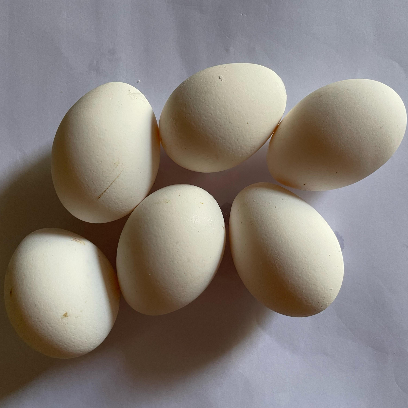 100% Organic Ceylon Eggshell Powder – Natural Fertilizer & Soil Booster