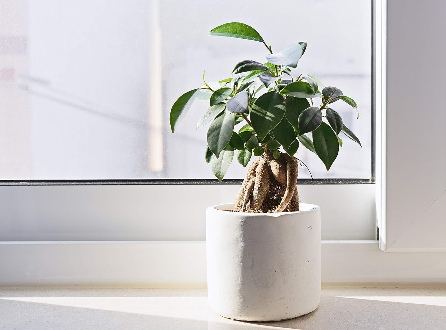 Fiddle Leaf Fig Tree Fertilizer | Ficus Plant Food | Improves Leaves and Bran…
