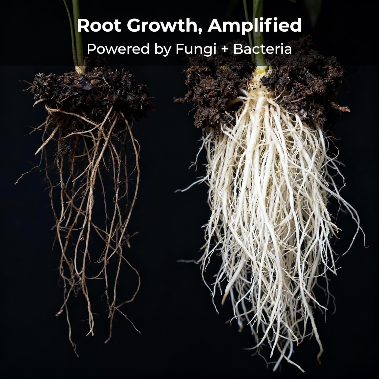 Recharge 8oz Mycorrhizae Soil Inoculant – Boost Nutrient Uptake & Root Growth