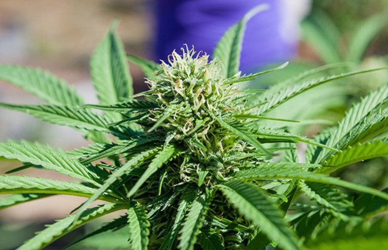 Organic Fish Fertilizer – For Hemp: That is Less Than $.56 Per Gallon !
