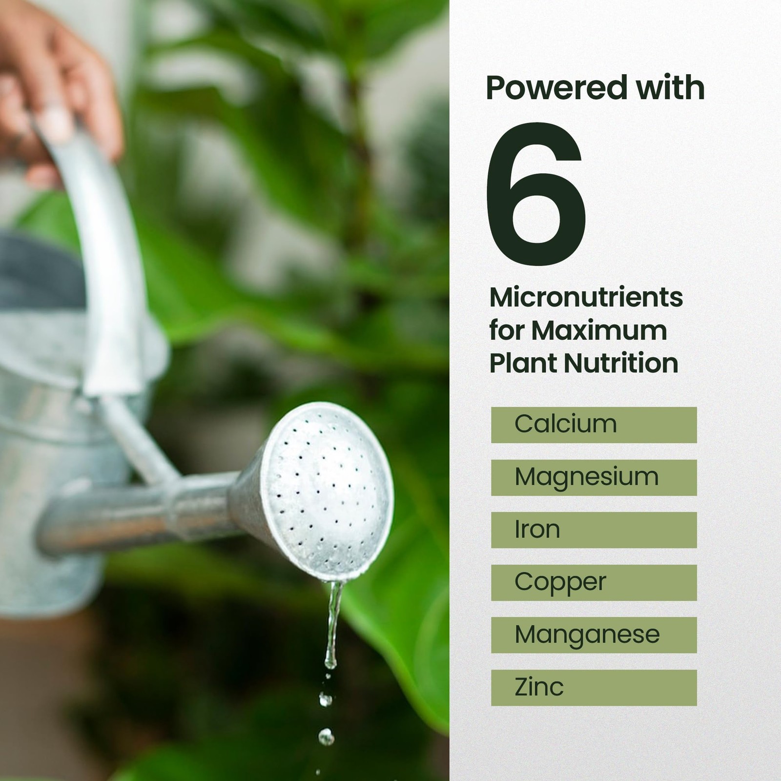 16oz Fiddle Leaf Fig Plant Food – Makes 96 Gallons of 16 oz (1 Pint)