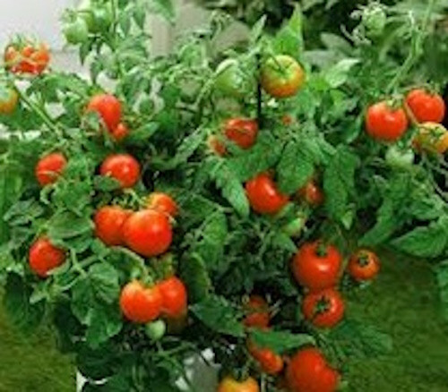 20-20-20 Pro-Sol Premium Fertilizer For Commerical Growers $16.50-$47.95