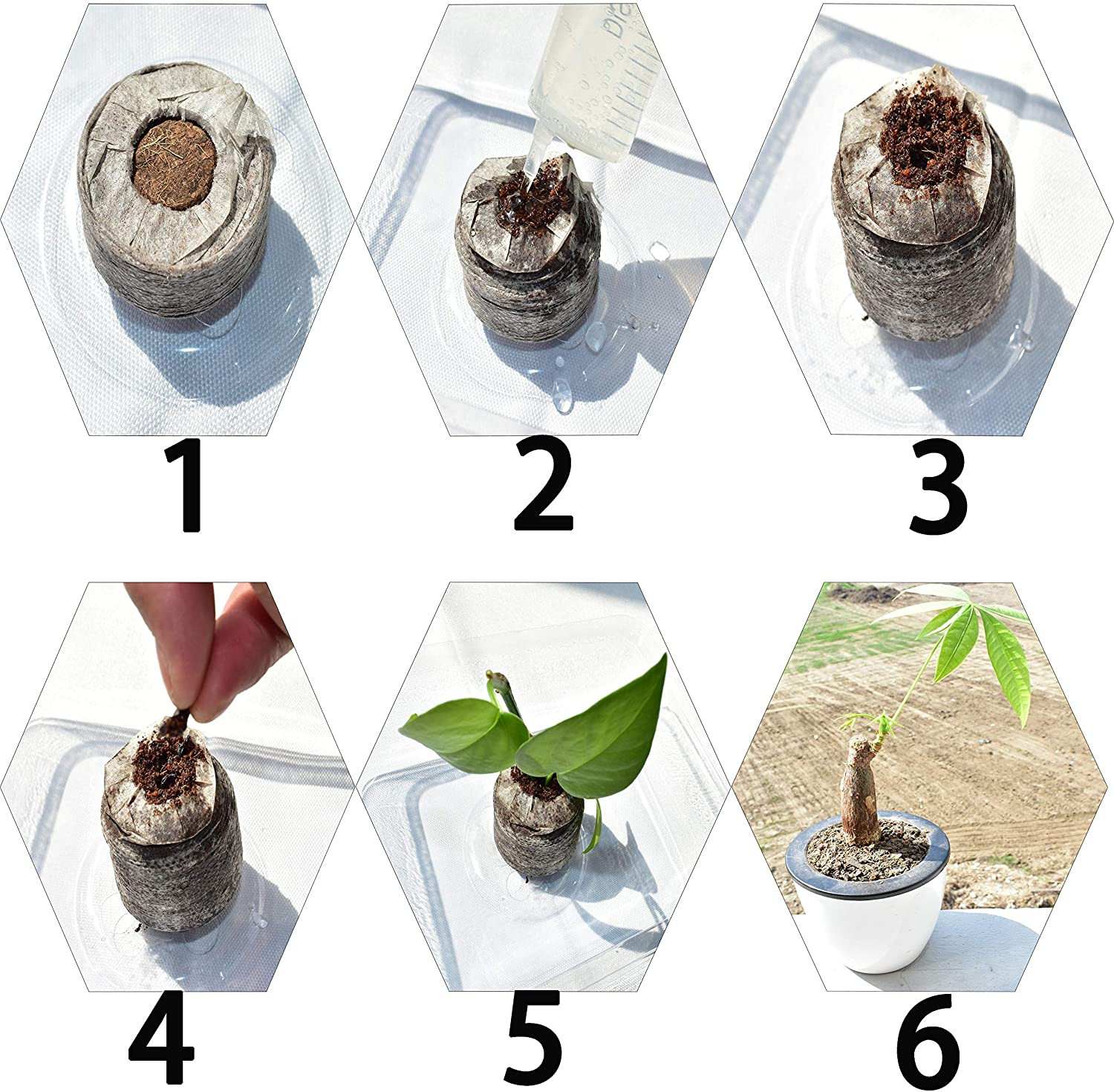 100 Pcs 30Mm Peat Pellets Seed Starter Soil Pods Plugs for Vegetable Seedling, C