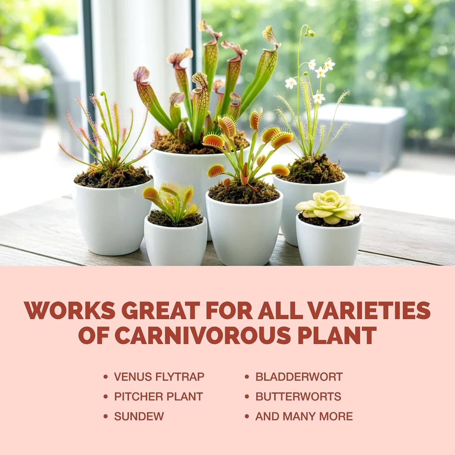 Carnivorous Plant Fertilizer – Gentle Liquid Formula for Healthy Traps & Vibrant