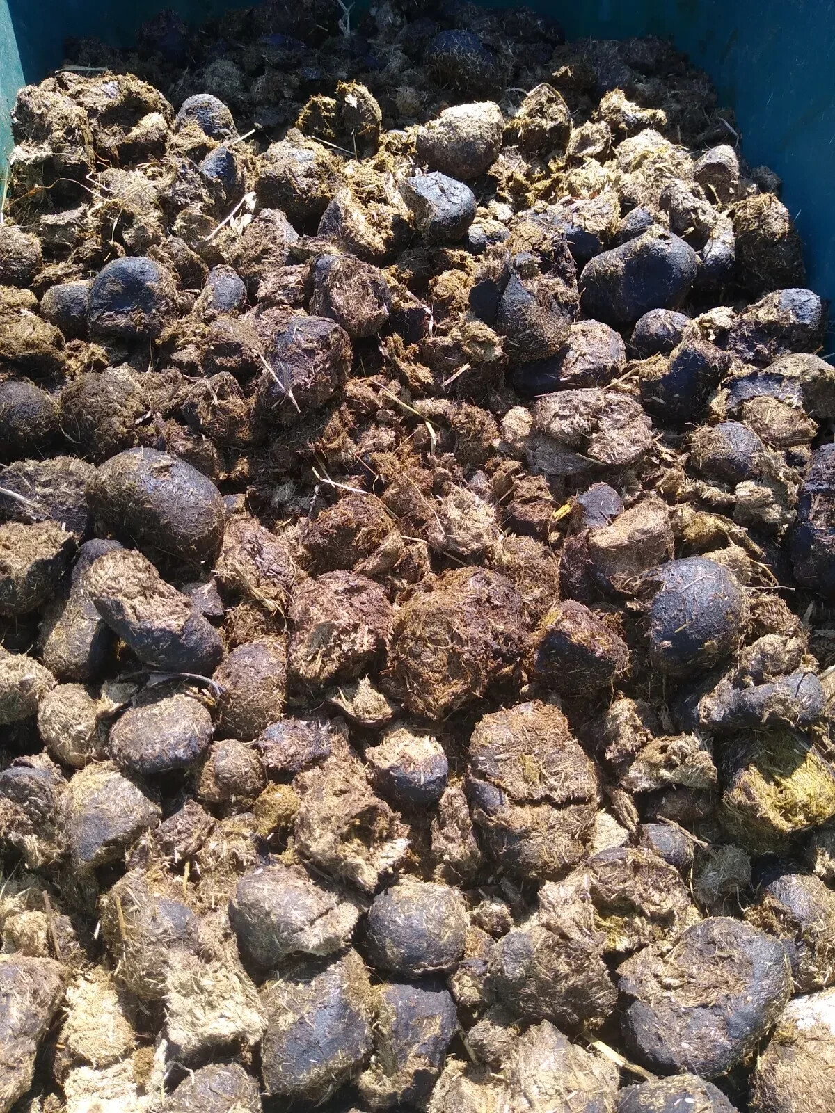 Fresh All Purpose Horse Manure – Organic Gardening Farming Fertilizer 10+ Pounds