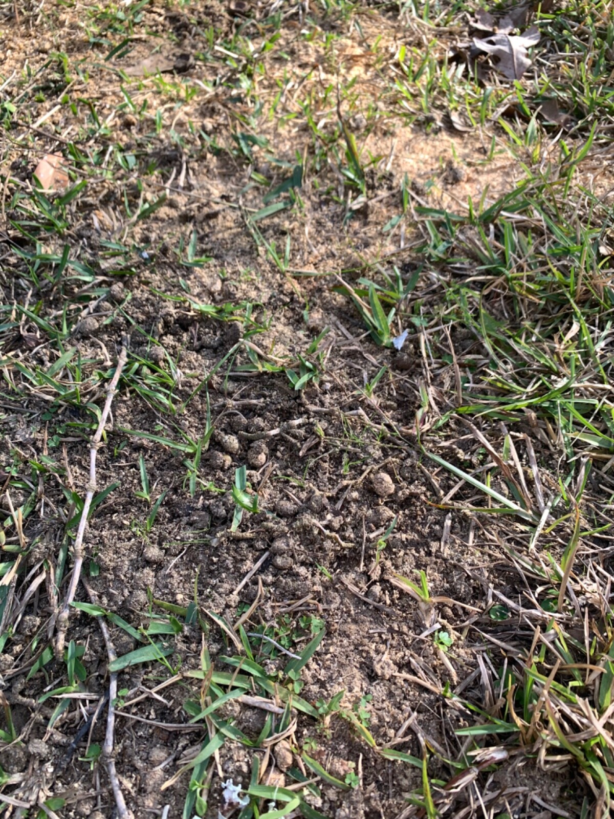 Organic Rabbit Bunny Poo Garden Lawn Manure Fertilizer Hermit Crab Food 5 lbs