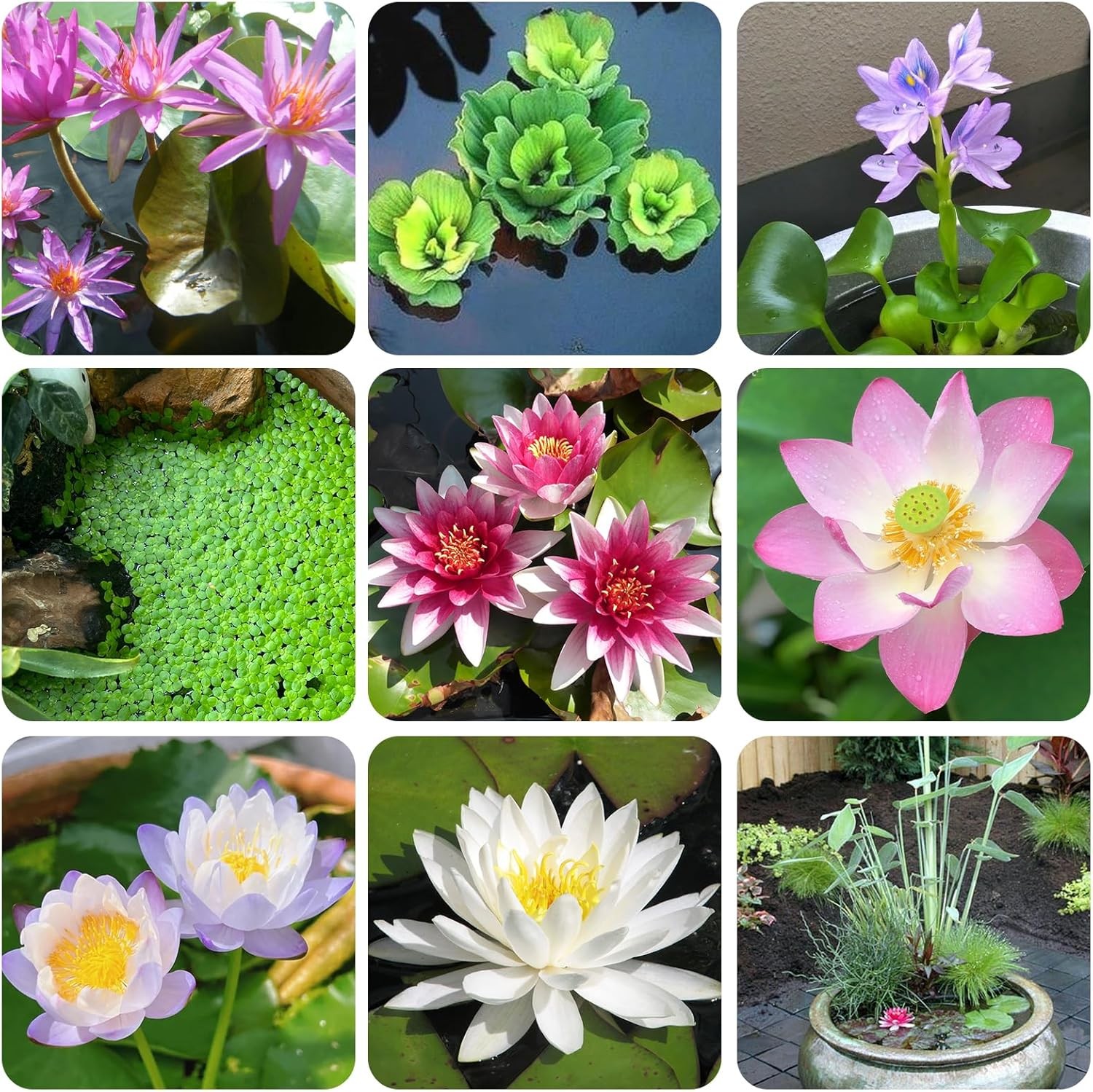 Aquatic Plant Soil & Aquarium Soil, Natural Organic Substrate for Water Plants –
