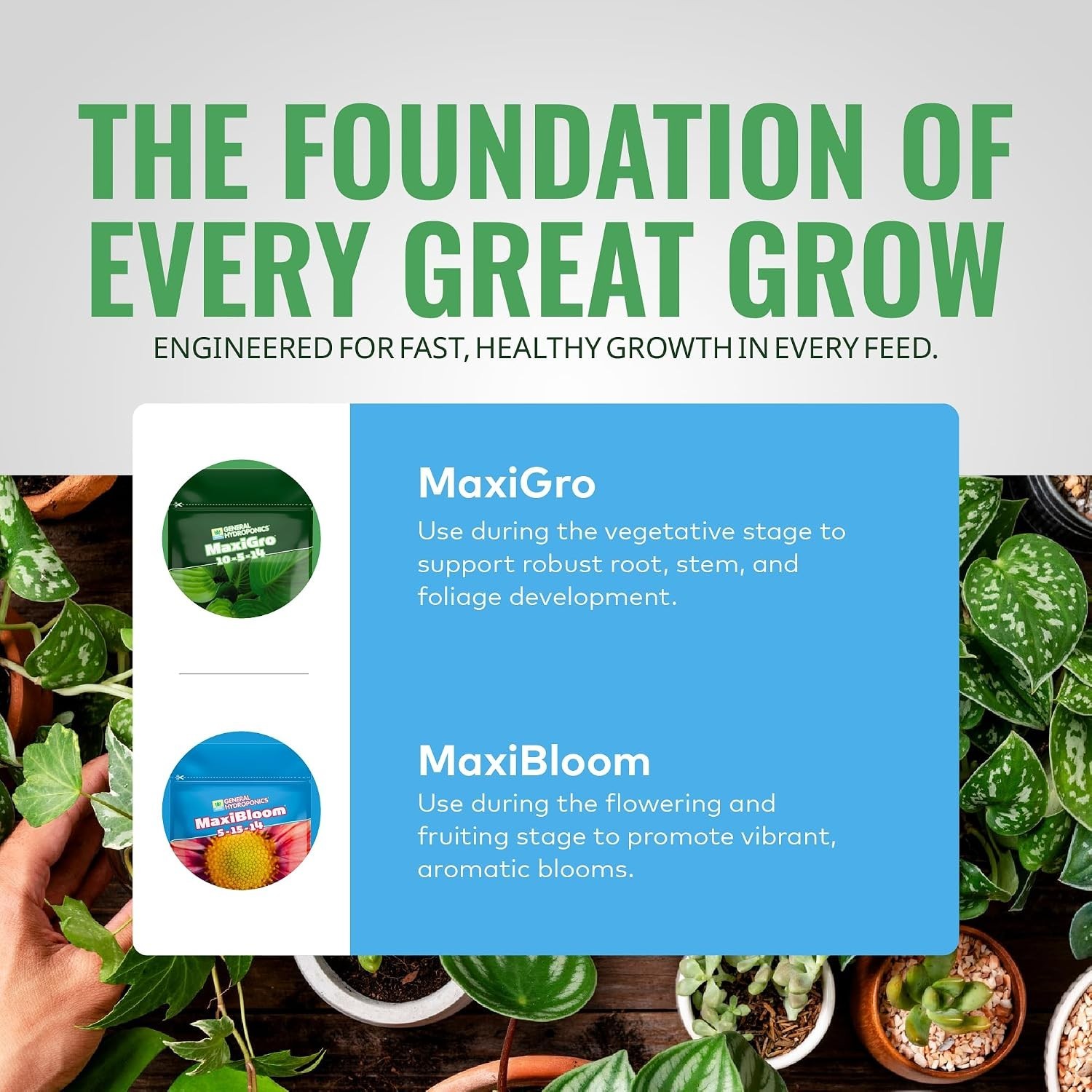 MaxiGro Plant Food for Vigorous Growth, 2.2 lbs.