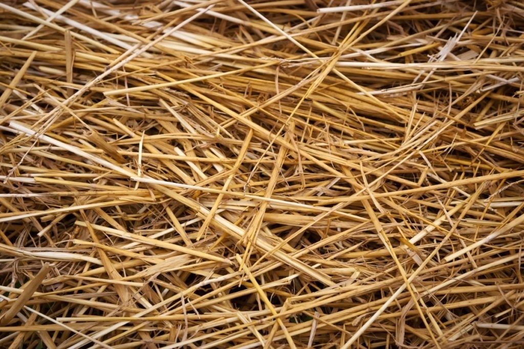 Dried Ceylon Rice Paddy Straw Organic Hand Picked Sri Lanka Leaves Mulch 60g