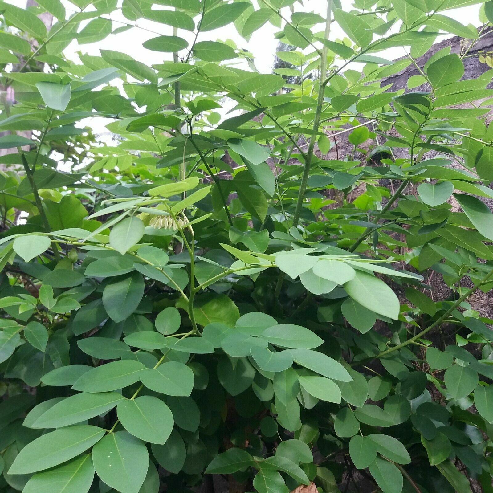 New 100% Natural Sun Dried Green Manure Ginisiria Leaves Gliricidia sepium 200g