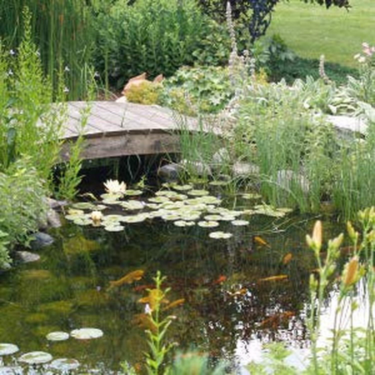 CrystalClear Thrive Aquatic Pond Plant Food, Fish Safe Water Garden Fertilize…