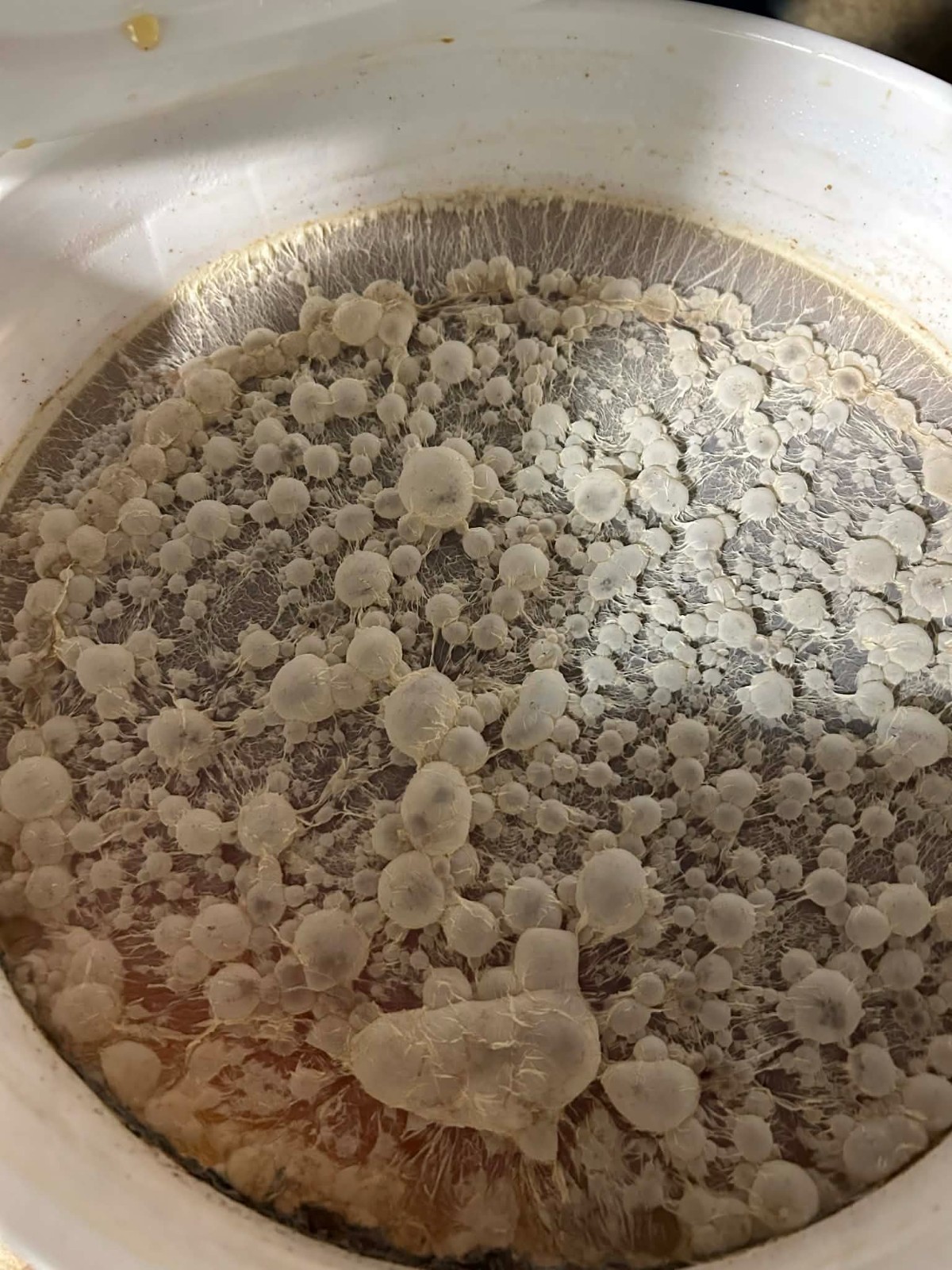 Fermented Farms Probiotic Concentrated Live Microbes, 16oz Makes 32 Gallons!