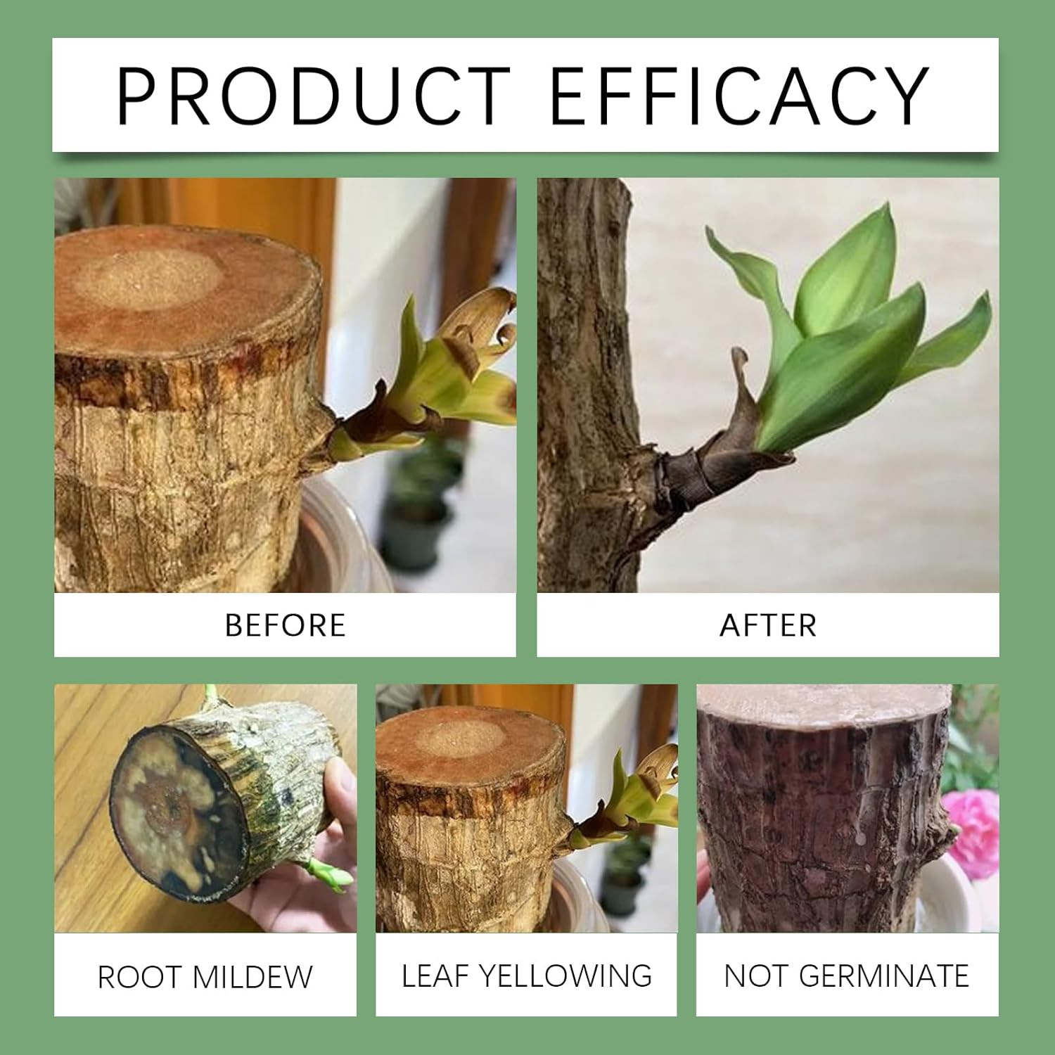 Moonspry Brazilian Lucky Wood Plant Food, Lucky Bamboo Liquid Fertilizer，Braz…