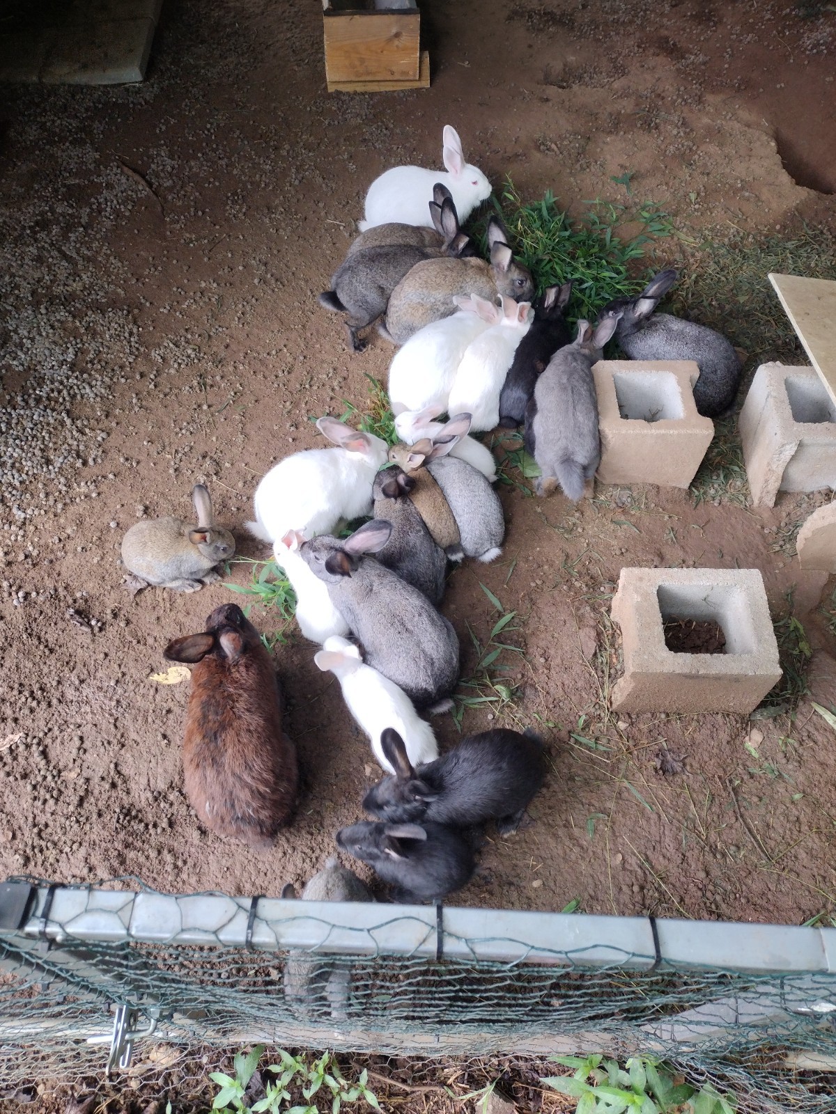 Rabbit Manure ( 5 lbs )