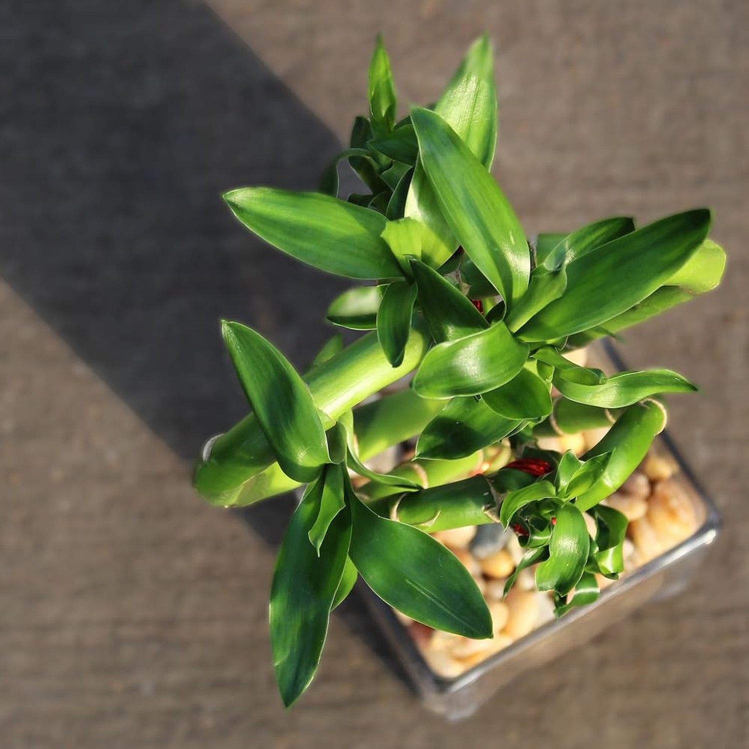 Brussel’s Bonsai – Live Lucky Bamboo Plant, Heart Shaped Indoor Bamboo with R…