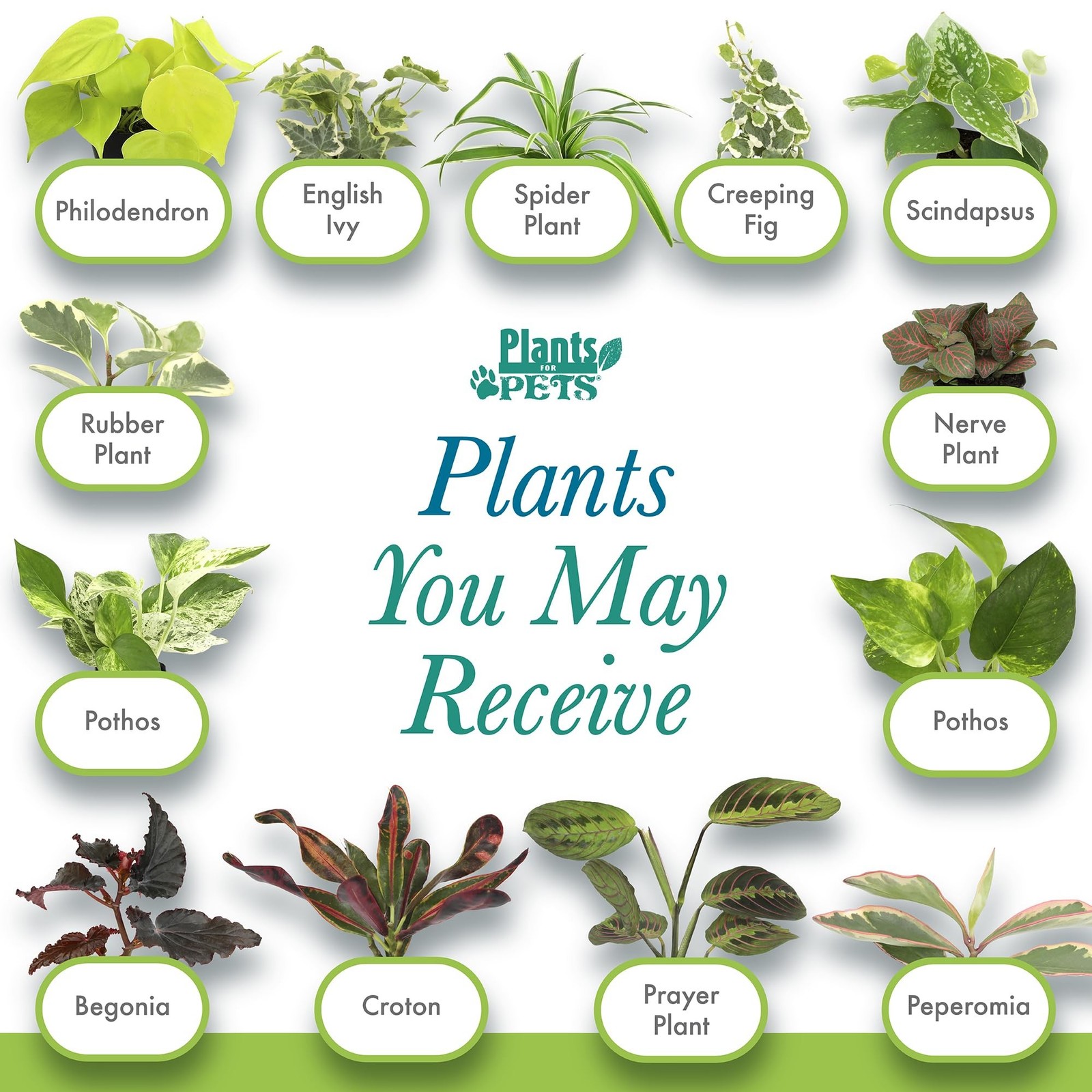 Easy to Grow Houseplants (Pack of 6), Live House Plants in Containers, Grower…