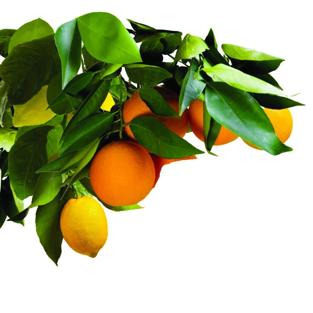Jobe’s Slow Release Fertilizer Spikes for Fruit & Citrus – 9 Count, 8-11-11 NPK