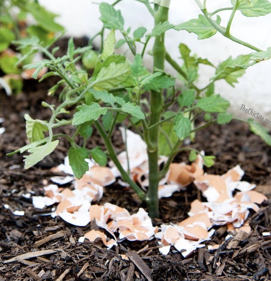 500g Crushed Egg Shell Garden Calcium Organic Fertilizer Pest Control Plant G
