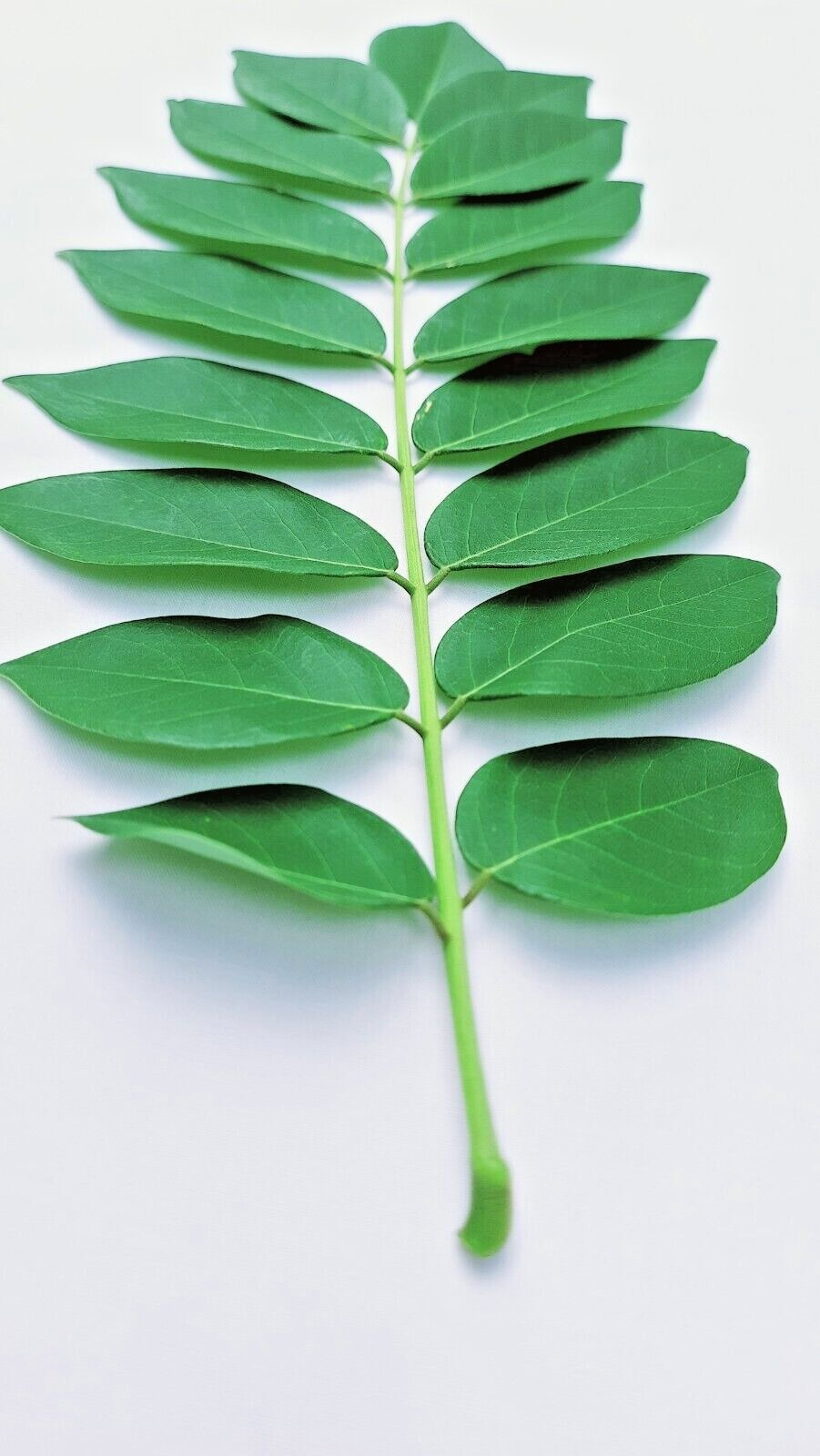 Dried Gliricidia Sepium Leaves Organic Fertilizer Compost Natural Nitrogen 200g
