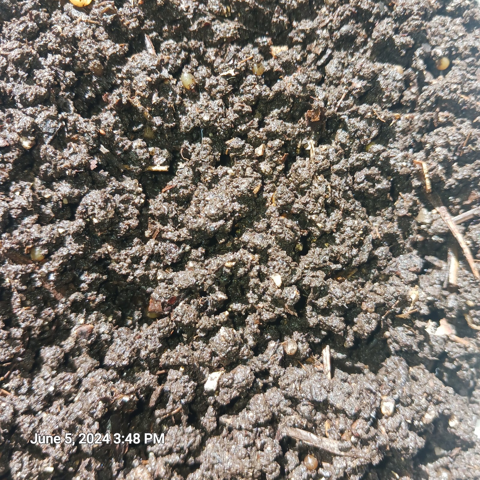 4lbsWorm Castings + Baby Wigglers & Cacoons 100%