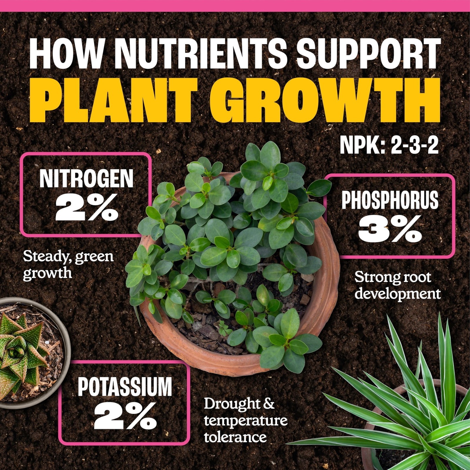 Easy-Dose Indoor Plant Food 2-3-2 16oz
