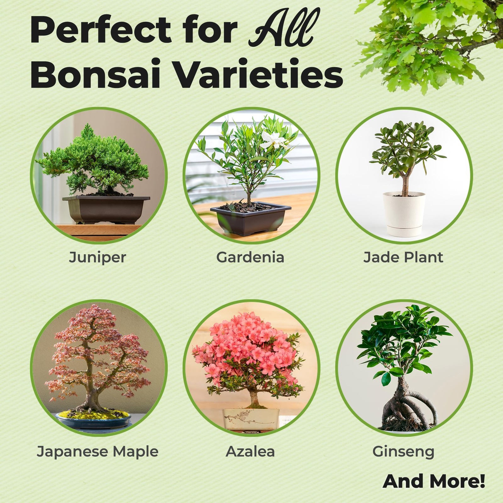 Bonsai Fertilizer Pellets by Perfect Plants – 5 Year Supply – All 5 OUNCES