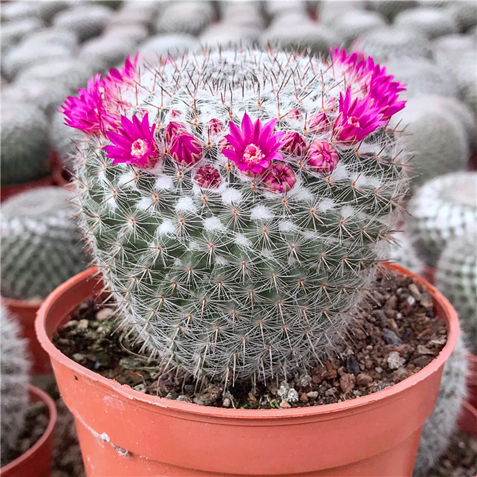Doter Succulent and Cactus Soil Potting Mix 2.2 LBS, Bonsai lbs, Multi