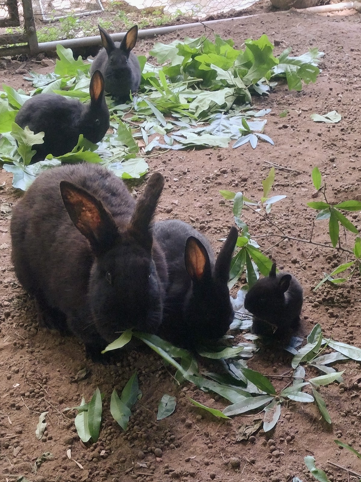 Rabbit Manure ( 5 lbs )