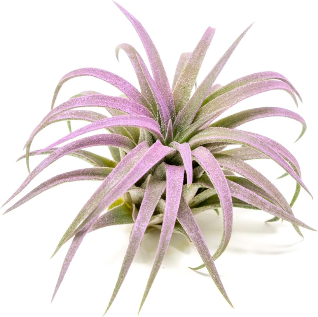 Lavender Colorful Tillandsia Air Plants – Long Lasting Color Enhanced Live Tilla