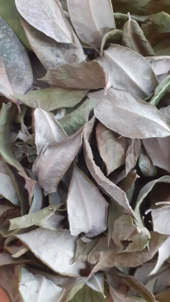 Natural Compost Manure Fertilizer Gliricidia Sepium Dried Leaves Plants Growing