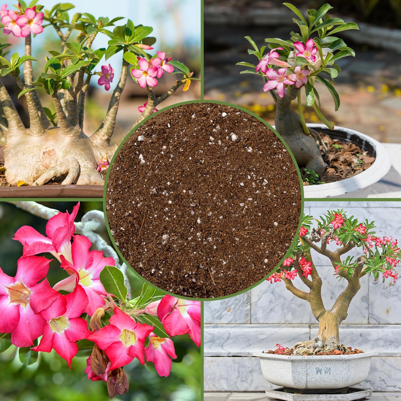 Soil Sunrise Desert Rose Potting Soil Mix (8 Quarts) Hand Blended Small Batch…