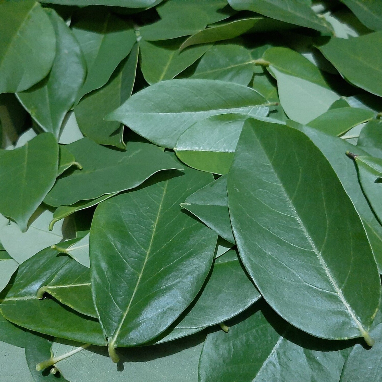 Gliricidia Sepium Dried Leaves Natural Fertilizer Compost For Plants Organic