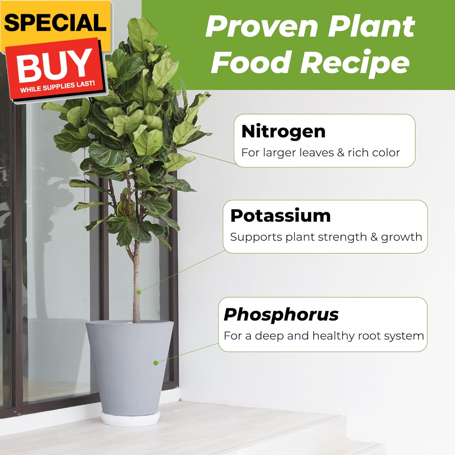Liquid Fiddle Leaf Fig Fertilizer | 8oz. of Premium Concentrated Indoor Ficus Fo
