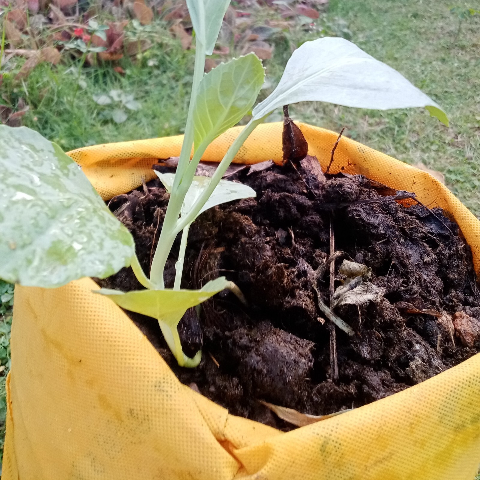 Natural Cow Dung Organic Fertilizer Cow Manure Compost Plant Growth Fertilizer