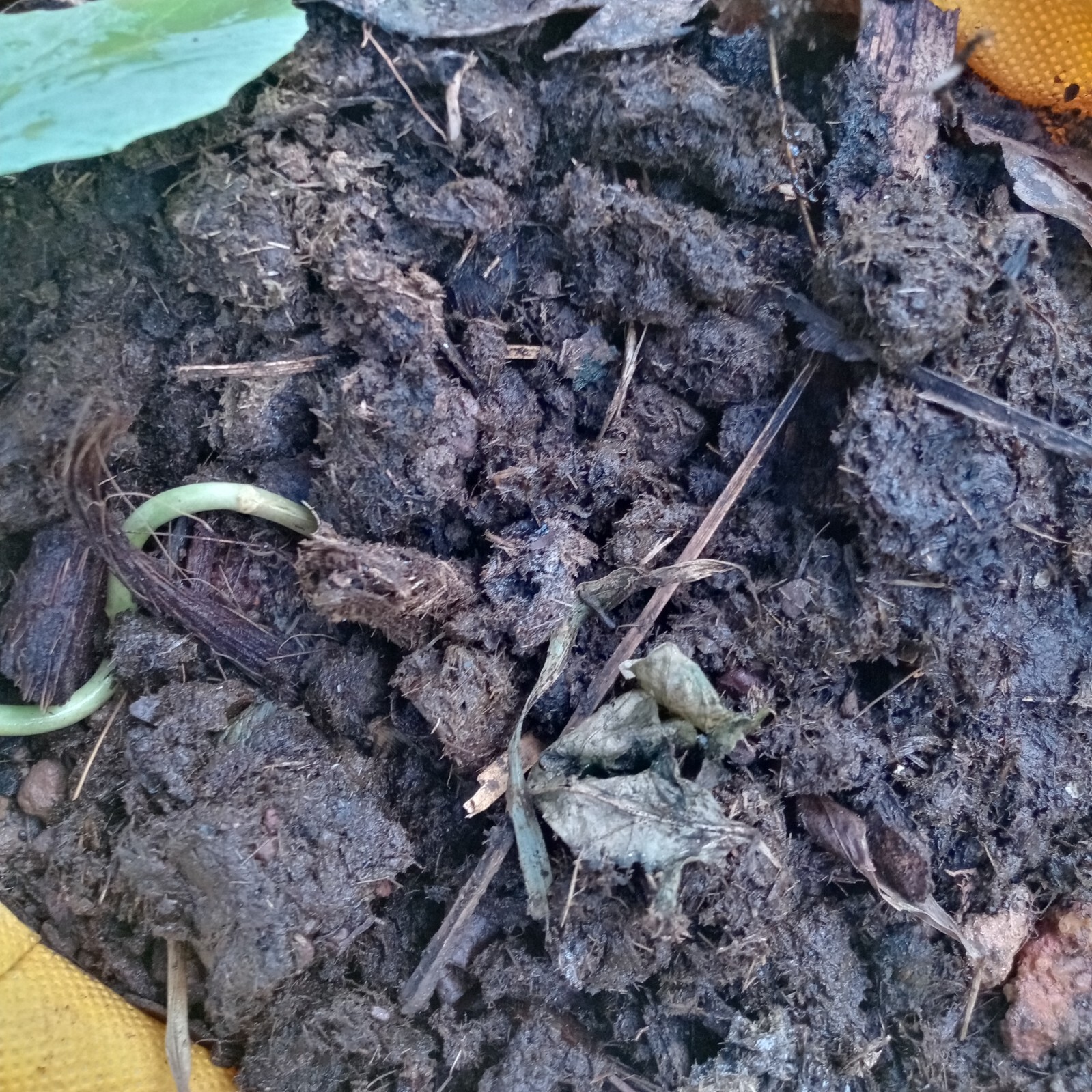 Natural Cow Dung Organic Fertilizer Cow Manure Compost Plant Growth Fertilizer