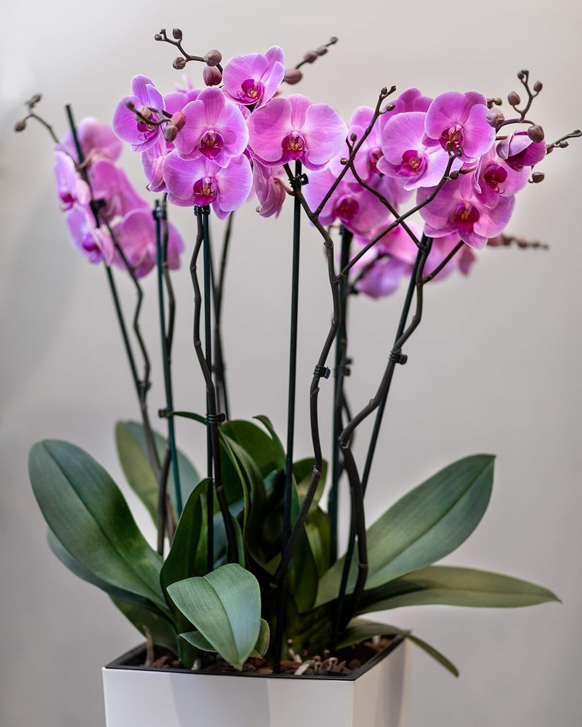 Long-Lasting 5.2 oz Resealable Bag: Orchid Fertilizer Pellets for All Varieties