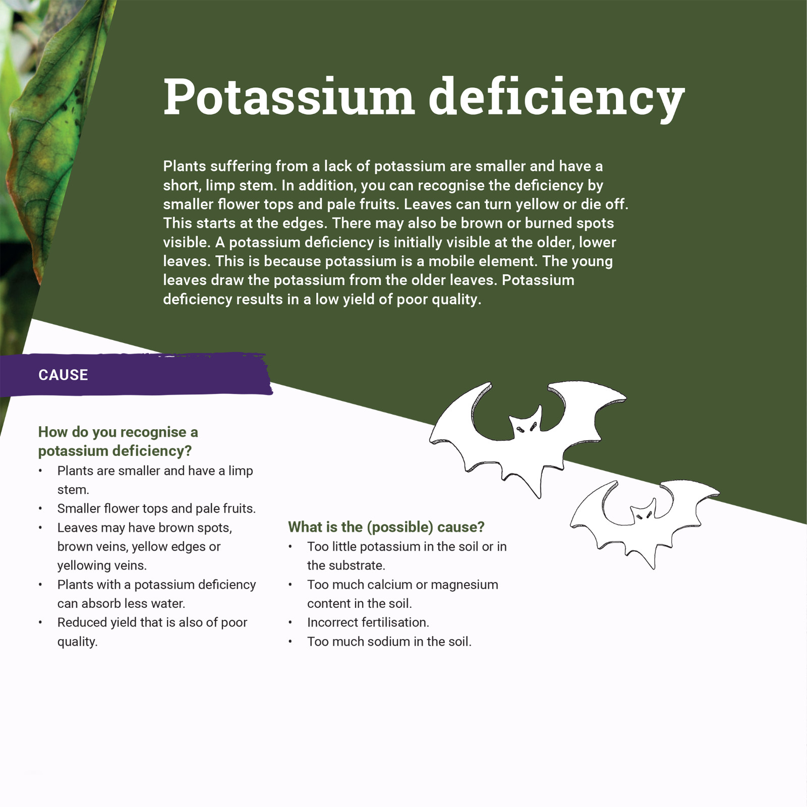 PK 13/14 Fertilizer for Flowering and Fruiting Stage 1 Liter by Plagron