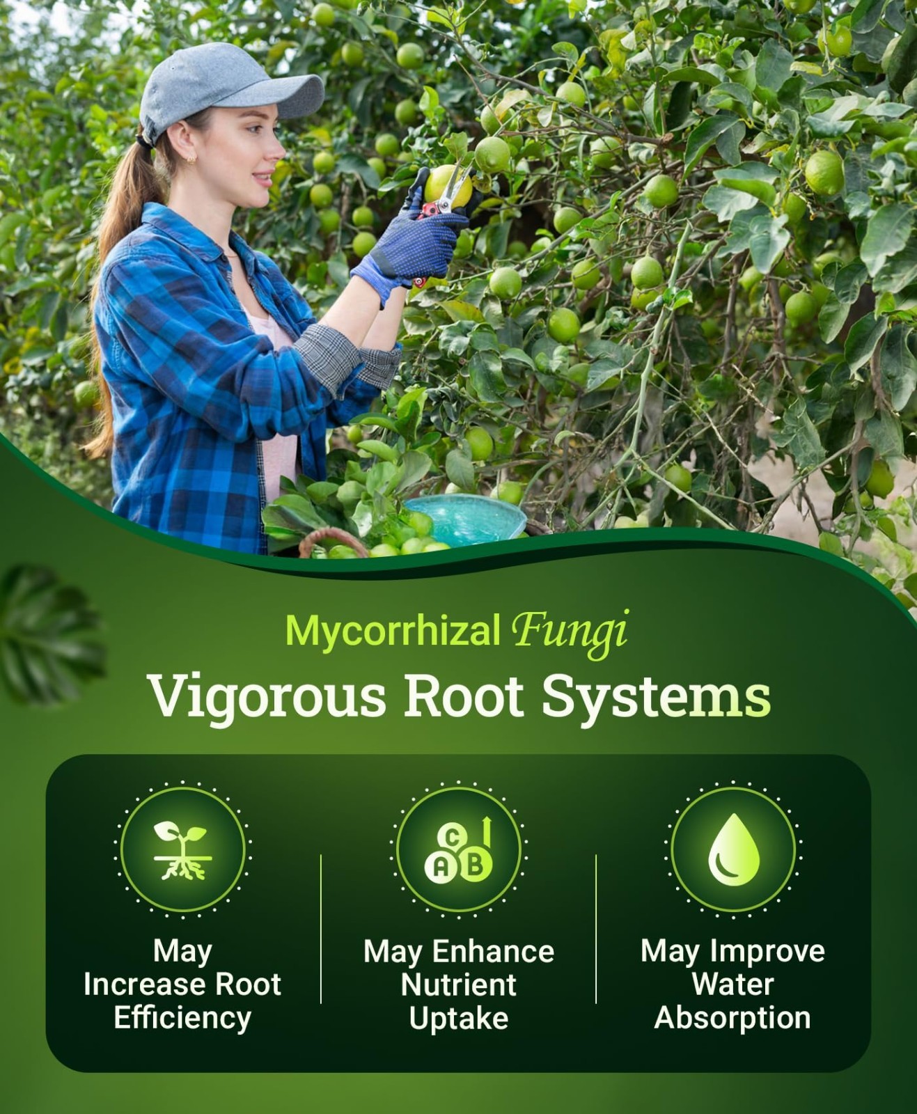Citrus & Avocado Fertilizer – OMRI Listed, Slow-Release Nitrogen, Calcium, Sulfu